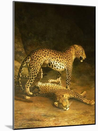 Two Leopards Lying in the Exeter Exchange, 1808-Jacques-Laurent Agasse-Mounted Giclee Print