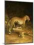 Two Leopards Lying in the Exeter Exchange, 1808-Jacques-Laurent Agasse-Mounted Giclee Print