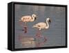 Two Lesser Flamingo, Lake Nakuru National Park, Kenya, East Africa, Africa-James Hager-Framed Stretched Canvas