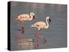 Two Lesser Flamingo, Lake Nakuru National Park, Kenya, East Africa, Africa-James Hager-Stretched Canvas