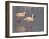 Two Lesser Flamingo, Lake Nakuru National Park, Kenya, East Africa, Africa-James Hager-Framed Photographic Print