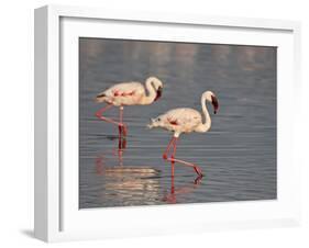 Two Lesser Flamingo, Lake Nakuru National Park, Kenya, East Africa, Africa-James Hager-Framed Photographic Print