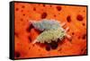 Two Lettuce Sea Slugs, Tridachia Crispata, Saint Lucia, French West Indies, Caribbean Sea-Reinhard Dirscherl-Framed Stretched Canvas