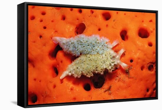 Two Lettuce Sea Slugs, Tridachia Crispata, Saint Lucia, French West Indies, Caribbean Sea-Reinhard Dirscherl-Framed Stretched Canvas