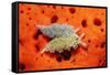 Two Lettuce Sea Slugs, Tridachia Crispata, Saint Lucia, French West Indies, Caribbean Sea-Reinhard Dirscherl-Framed Stretched Canvas