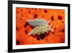 Two Lettuce Sea Slugs, Tridachia Crispata, Saint Lucia, French West Indies, Caribbean Sea-Reinhard Dirscherl-Framed Photographic Print