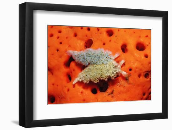 Two Lettuce Sea Slugs, Tridachia Crispata, Saint Lucia, French West Indies, Caribbean Sea-Reinhard Dirscherl-Framed Photographic Print