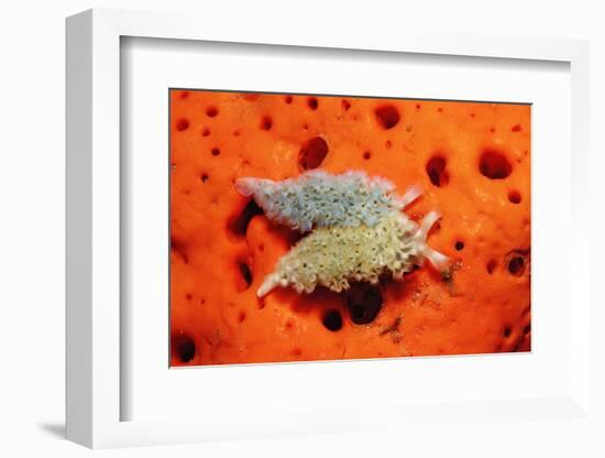 Two Lettuce Sea Slugs, Tridachia Crispata, Saint Lucia, French West Indies, Caribbean Sea-Reinhard Dirscherl-Framed Photographic Print