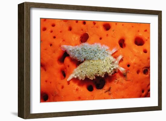 Two Lettuce Sea Slugs, Tridachia Crispata, Saint Lucia, French West Indies, Caribbean Sea-Reinhard Dirscherl-Framed Photographic Print