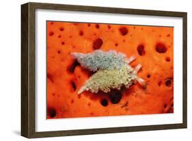 Two Lettuce Sea Slugs, Tridachia Crispata, Saint Lucia, French West Indies, Caribbean Sea-Reinhard Dirscherl-Framed Photographic Print