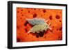 Two Lettuce Sea Slugs, Tridachia Crispata, Saint Lucia, French West Indies, Caribbean Sea-Reinhard Dirscherl-Framed Photographic Print