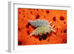 Two Lettuce Sea Slugs, Tridachia Crispata, Saint Lucia, French West Indies, Caribbean Sea-Reinhard Dirscherl-Framed Photographic Print