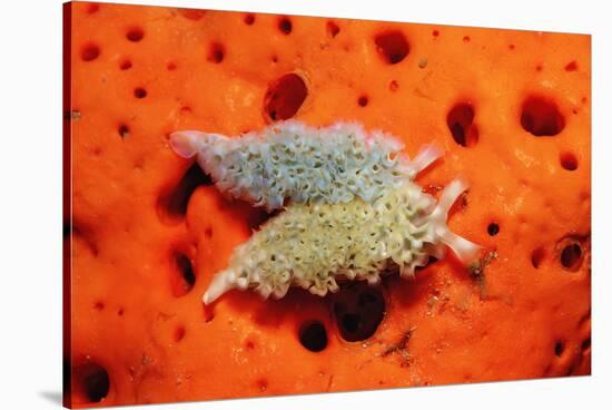 Two Lettuce Sea Slugs, Tridachia Crispata, Saint Lucia, French West Indies, Caribbean Sea-Reinhard Dirscherl-Stretched Canvas