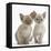 Two Lilac Burmese Kittens, 7 Weeks-Mark Taylor-Framed Stretched Canvas