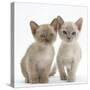 Two Lilac Burmese Kittens, 7 Weeks-Mark Taylor-Stretched Canvas