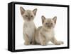 Two Lilac Burmese Kittens, 7 Weeks-Mark Taylor-Framed Stretched Canvas