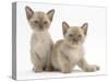 Two Lilac Burmese Kittens, 7 Weeks-Mark Taylor-Stretched Canvas
