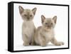 Two Lilac Burmese Kittens, 7 Weeks-Mark Taylor-Framed Stretched Canvas