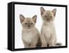 Two Lilac Burmese Kittens, 7 Weeks-Mark Taylor-Framed Stretched Canvas