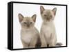 Two Lilac Burmese Kittens, 7 Weeks-Mark Taylor-Framed Stretched Canvas