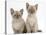 Two Lilac Burmese Kittens, 7 Weeks-Mark Taylor-Stretched Canvas