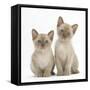 Two Lilac Burmese Kittens, 7 Weeks-Mark Taylor-Framed Stretched Canvas