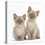 Two Lilac Burmese Kittens, 7 Weeks-Mark Taylor-Stretched Canvas