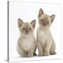 Two Lilac Burmese Kittens, 7 Weeks-Mark Taylor-Stretched Canvas