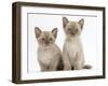 Two Lilac Burmese Kittens, 7 Weeks-Mark Taylor-Framed Photographic Print