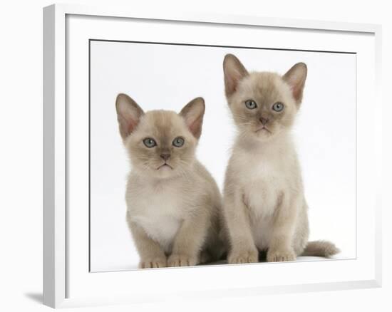 Two Lilac Burmese Kittens, 7 Weeks-Mark Taylor-Framed Photographic Print