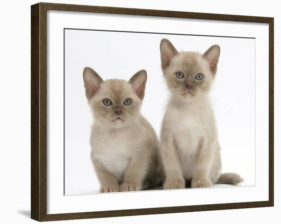 Two Lilac Burmese Kittens, 7 Weeks-Mark Taylor-Framed Photographic Print