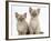 Two Lilac Burmese Kittens, 7 Weeks-Mark Taylor-Framed Photographic Print