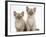 Two Lilac Burmese Kittens, 7 Weeks-Mark Taylor-Framed Photographic Print