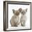 Two Lilac Burmese Kittens, 7 Weeks-Mark Taylor-Framed Photographic Print