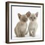 Two Lilac Burmese Kittens, 7 Weeks-Mark Taylor-Framed Photographic Print