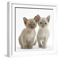 Two Lilac Burmese Kittens, 7 Weeks-Mark Taylor-Framed Photographic Print