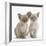 Two Lilac Burmese Kittens, 7 Weeks-Mark Taylor-Framed Photographic Print