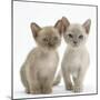 Two Lilac Burmese Kittens, 7 Weeks-Mark Taylor-Mounted Photographic Print