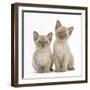 Two Lilac Burmese Kittens, 7 Weeks-Mark Taylor-Framed Photographic Print