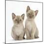 Two Lilac Burmese Kittens, 7 Weeks-Mark Taylor-Mounted Photographic Print