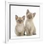 Two Lilac Burmese Kittens, 7 Weeks-Mark Taylor-Framed Photographic Print