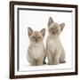 Two Lilac Burmese Kittens, 7 Weeks-Mark Taylor-Framed Photographic Print