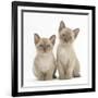 Two Lilac Burmese Kittens, 7 Weeks-Mark Taylor-Framed Photographic Print