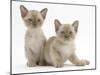 Two Lilac Burmese Kittens, 7 Weeks-Mark Taylor-Mounted Photographic Print