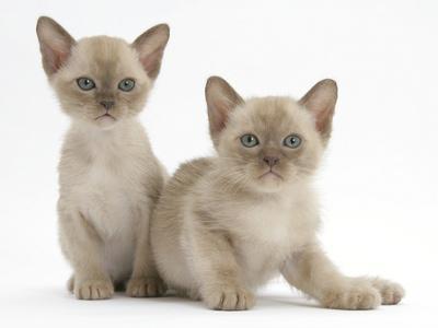 Lilac burmese kitten 2025