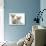 Two Lilac Burmese Kittens, 7 Weeks-Mark Taylor-Photographic Print displayed on a wall