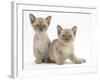 Two Lilac Burmese Kittens, 7 Weeks-Mark Taylor-Framed Photographic Print