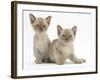 Two Lilac Burmese Kittens, 7 Weeks-Mark Taylor-Framed Photographic Print