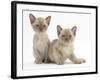 Two Lilac Burmese Kittens, 7 Weeks-Mark Taylor-Framed Photographic Print