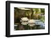 Two Lilies Floating in a Pond-PhotosByCookie-Framed Photographic Print